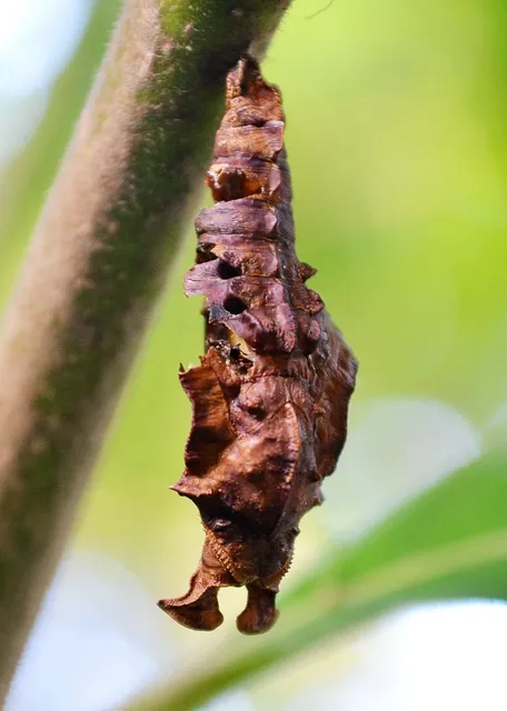 Ant removal service Ontario