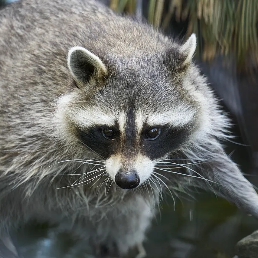 wildlife-control-gta-raccoon-removal-services