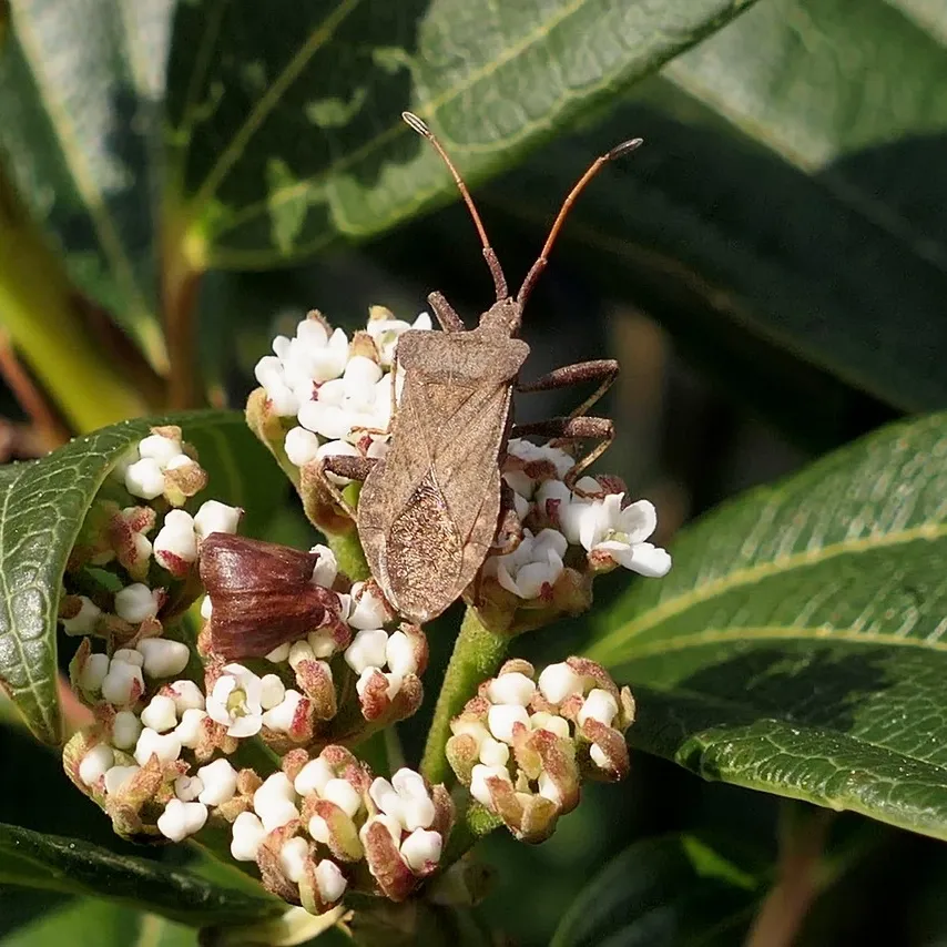 pest-control-for-restaurants-cockroach-control-toronto