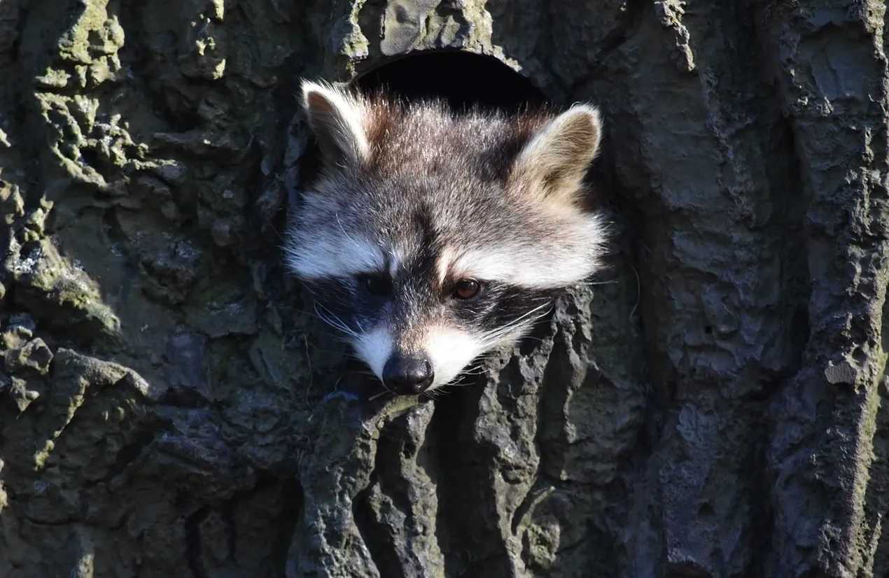 raccoons-in-toronto