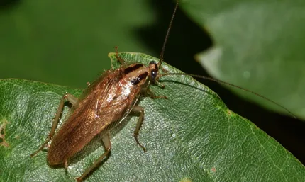 German cockroach removal service Ontario