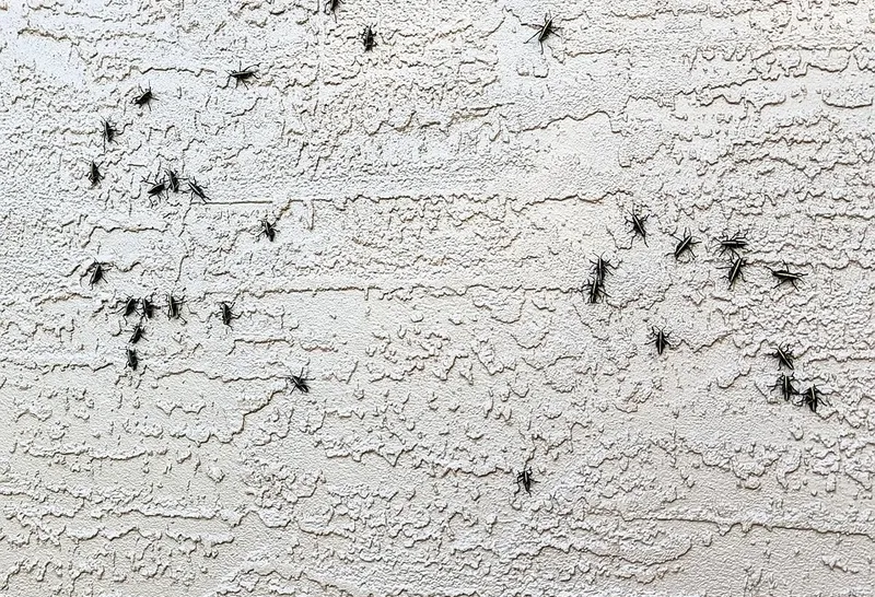 pest-management-organic-pest-control-services