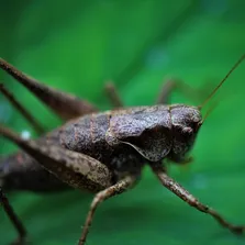 Termite removal service Ontario