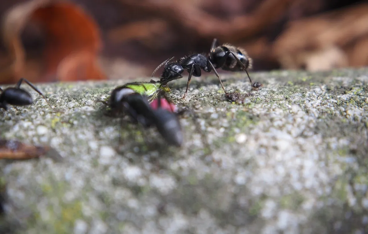 do-ants-hibernate-in-winter