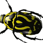 Bees and hornets removal service Ontario