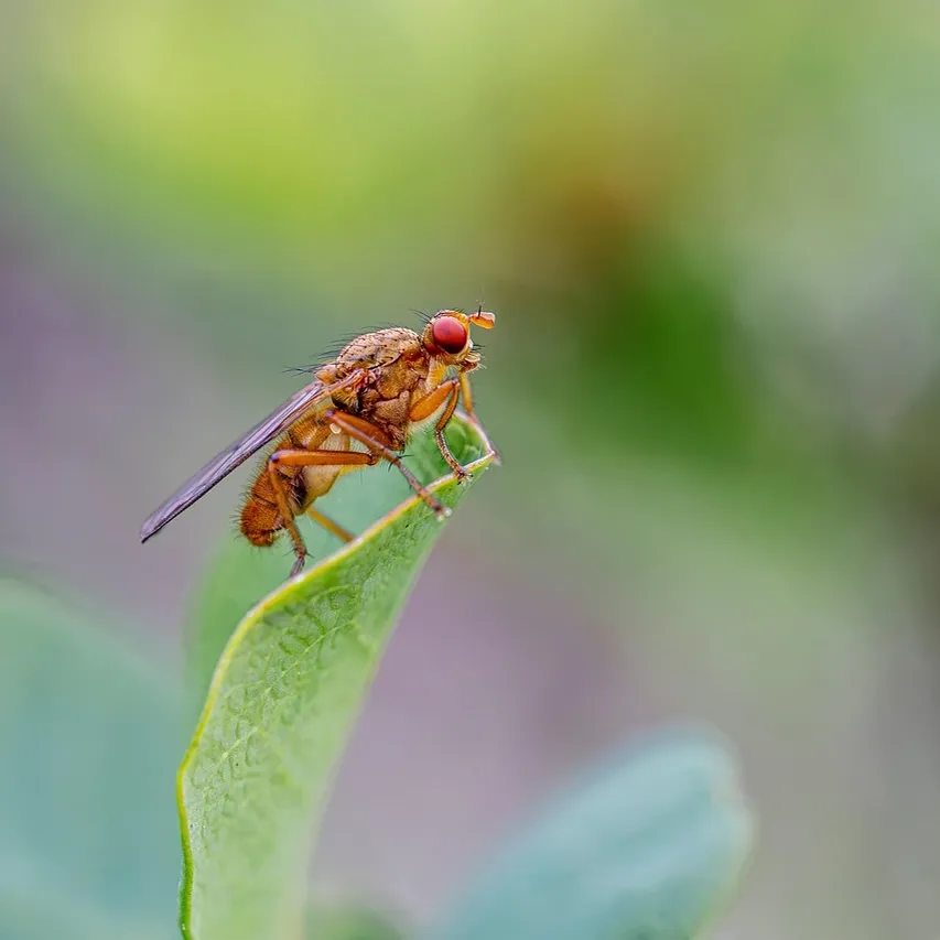 wildlife-control-pest-removal-toronto