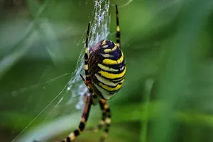 Spider extermination service Ontario