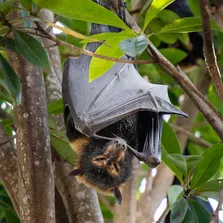 Bat removal service Ontario