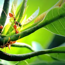 Ant removal service Ontario
