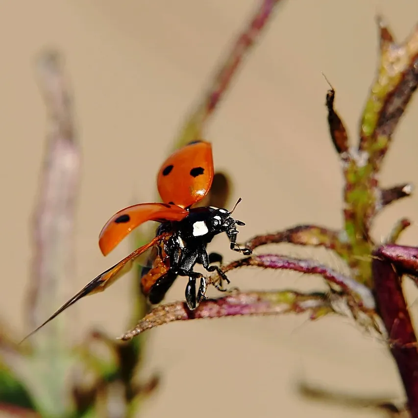 beetle-facts-beetle-infestation-pest-removal-toronto
