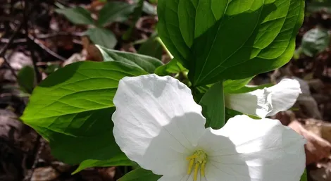 Pillbug and sow bug removal service Ontario
