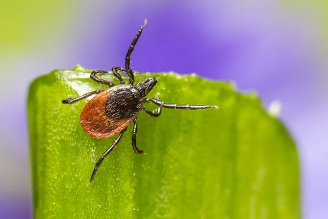 Beetle removal service Ontario