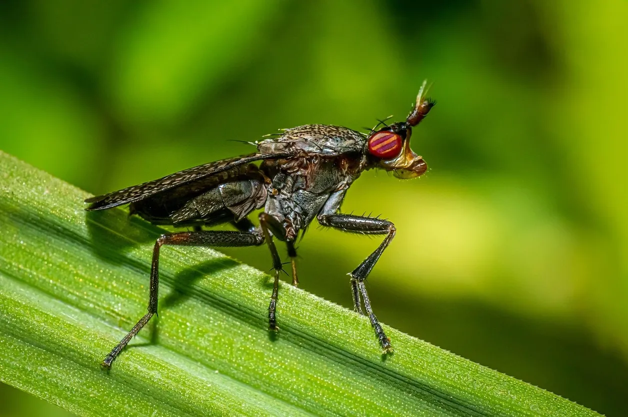what-is-integrated-pest-management