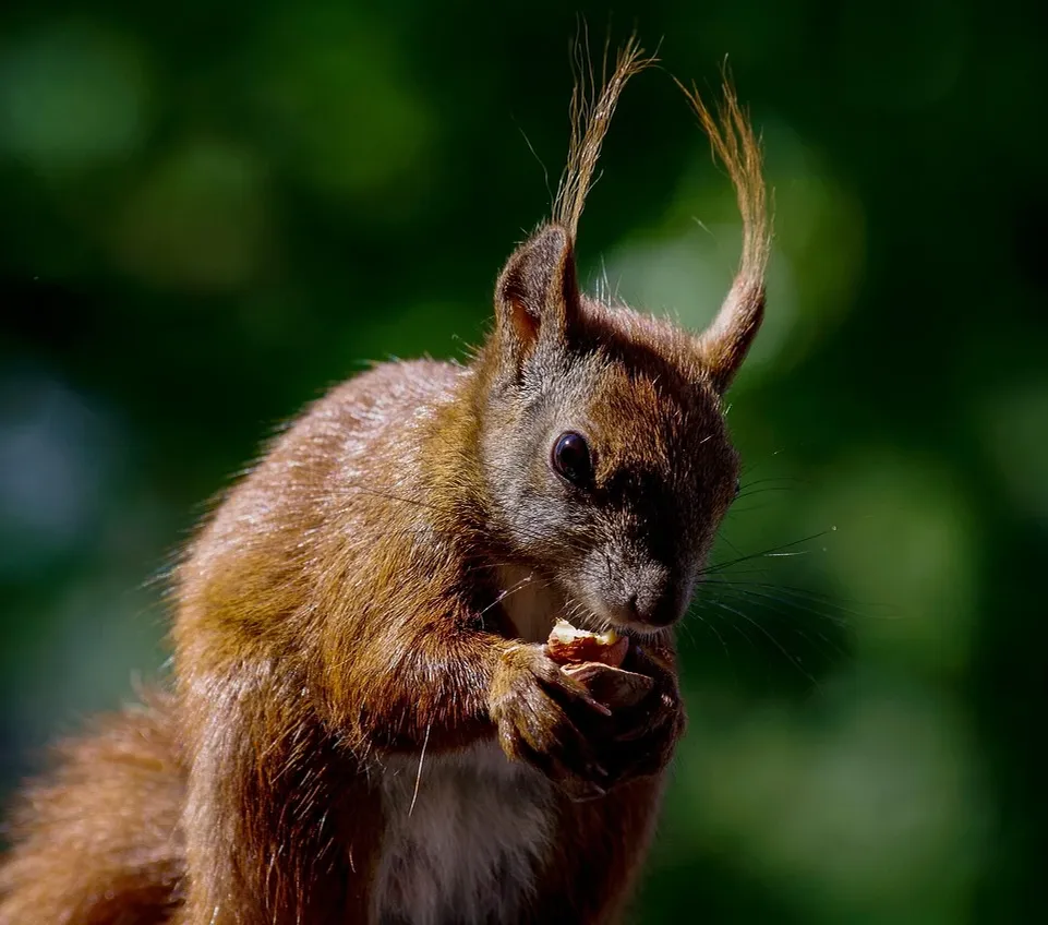 rodent-proofing-your-home-for-the-fall