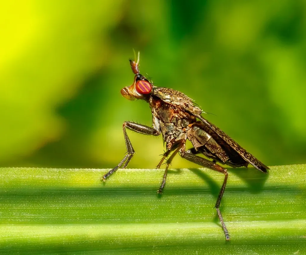 garden-pests-summer-pests