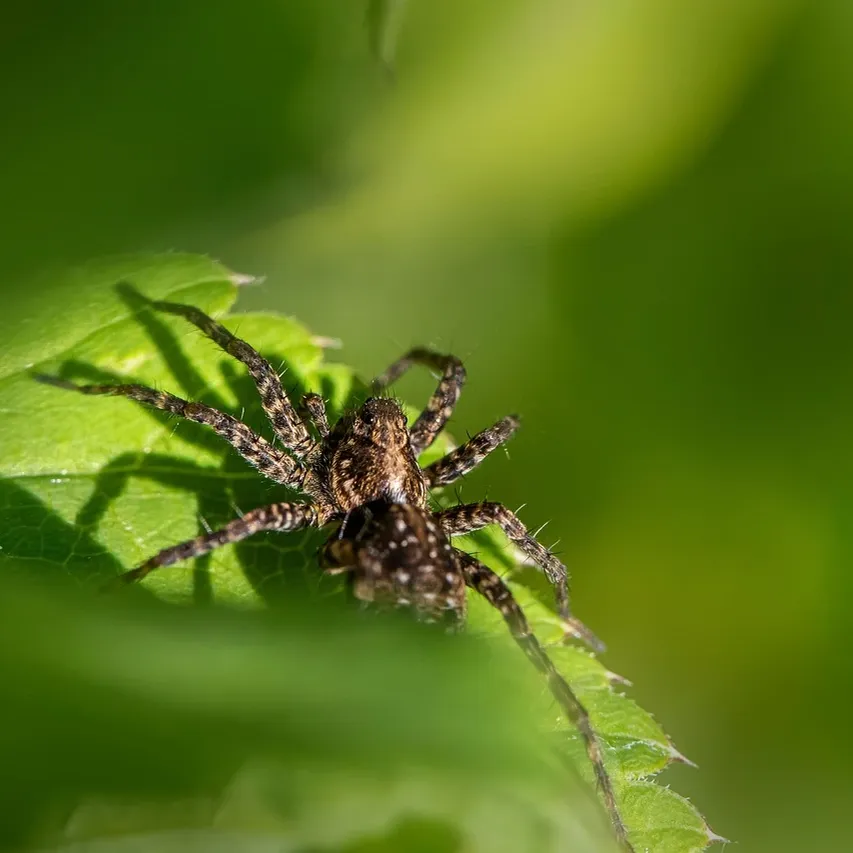 most-poisonous-spiders-in-the-world