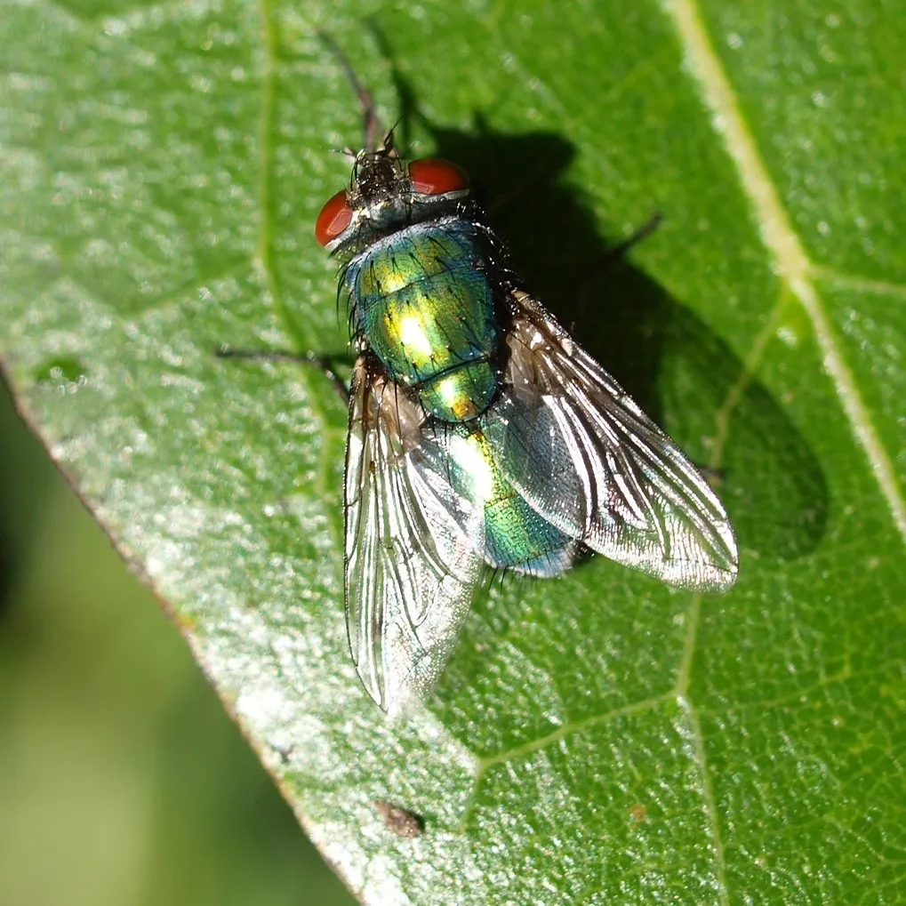 pest-control-toronto-wildlife-control-bed-bug-infestation