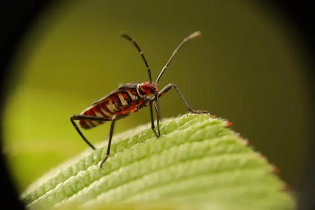Bed bug removal service Ontario