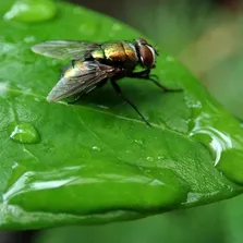Flea removal service Ontario