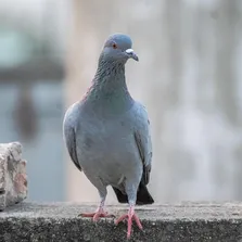 Bird removal service Ontario