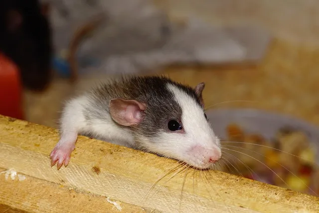 RAT removal service Ontario