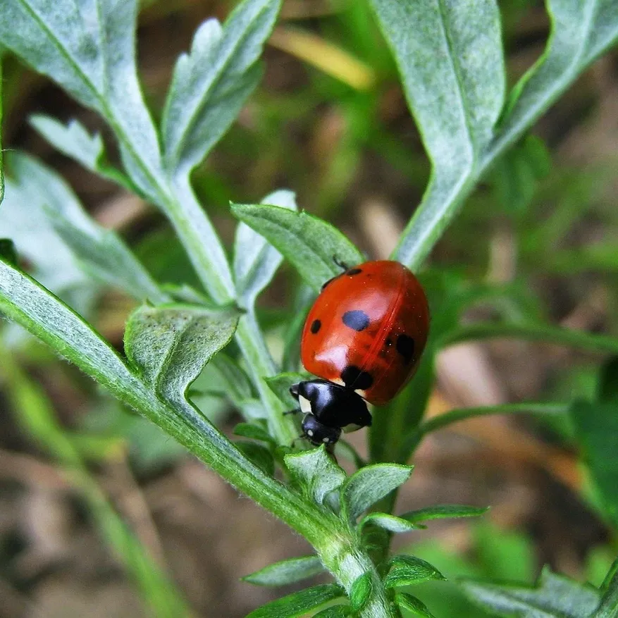 what-is-biological-pest-control