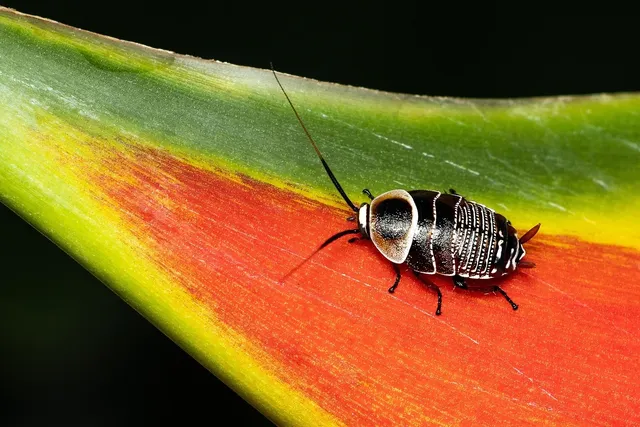 Beetle removal service Ontario