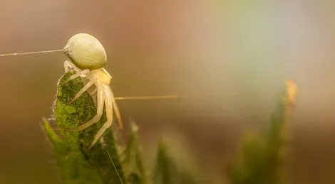 Spider control service Ontario