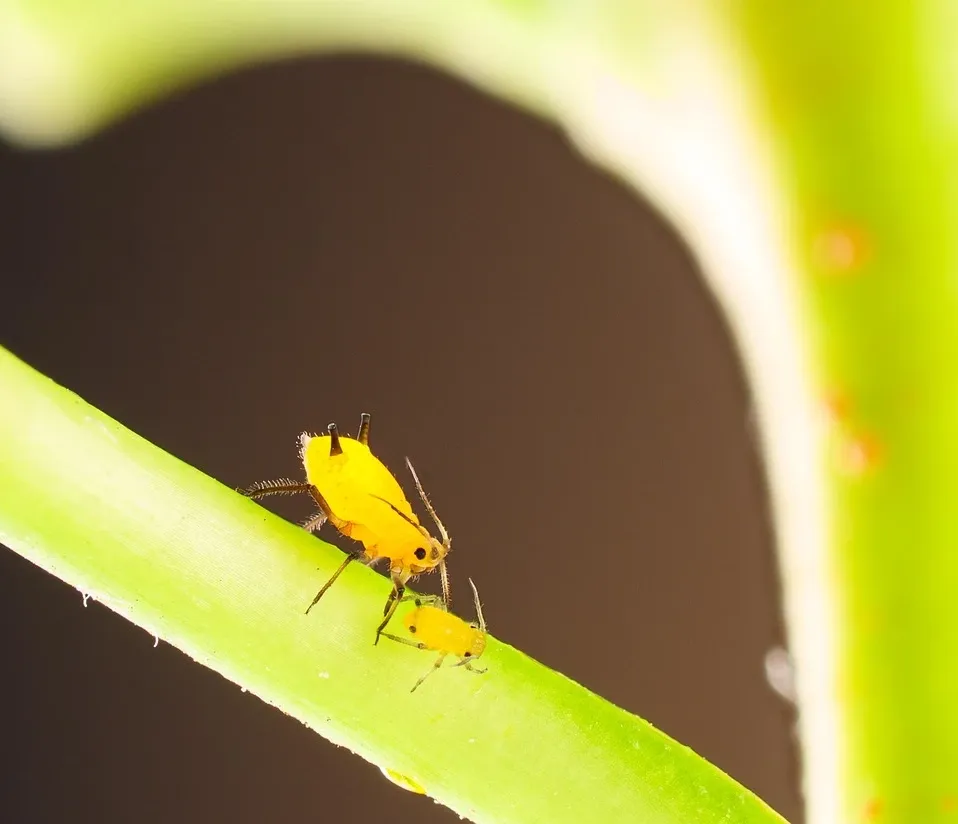 residential-pest-control-pest-solutions