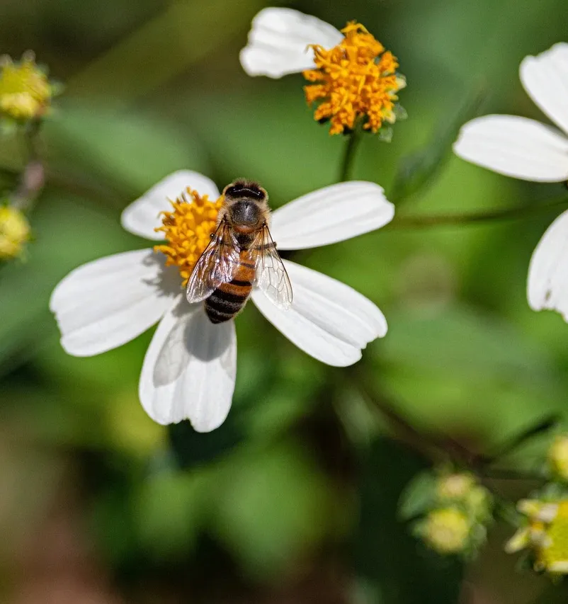 bee-removal-wasp-removal-service-toronto.