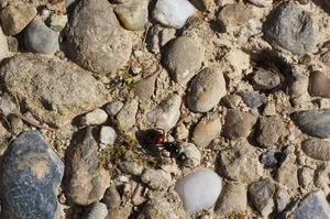 Ant removal service Ontario