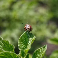 Manufacturing pest control service Ontario