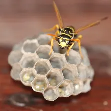 Warehouse pest control service Ontario