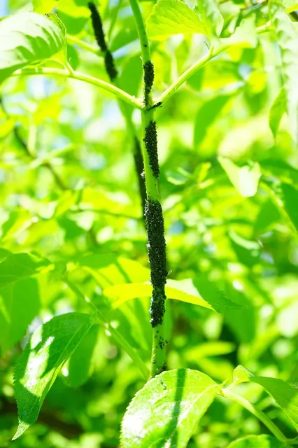 Termite removal service Ontario