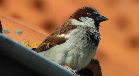 House sparrow removal service Ontario