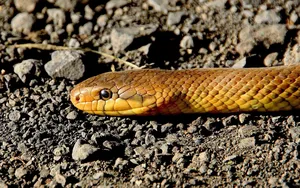 Snake removal service Ontario