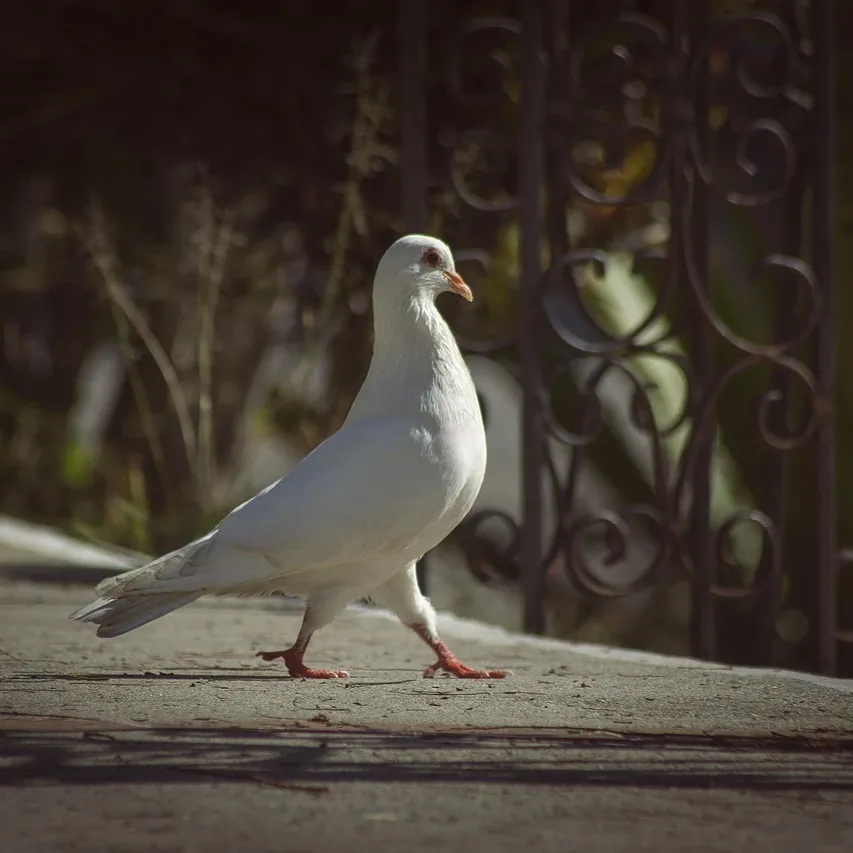 pigeon-control-wildlife-removal-toronto