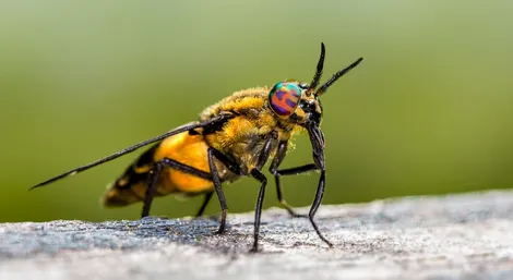 Termite control service Ontario