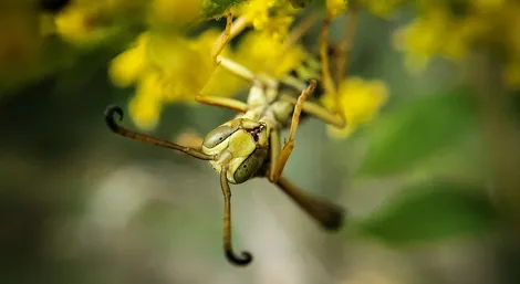 Wasp and hornet control service Ontario
