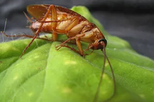 Cockroach infestation signs