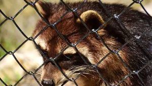 Humane raccoon removal service Ontario