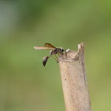 Office pest control service Ontario