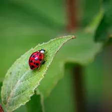 Beetle removal service Ontario