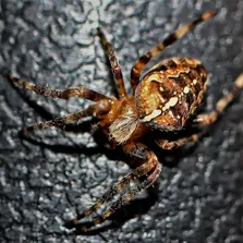 Warehouse pest control service Ontario