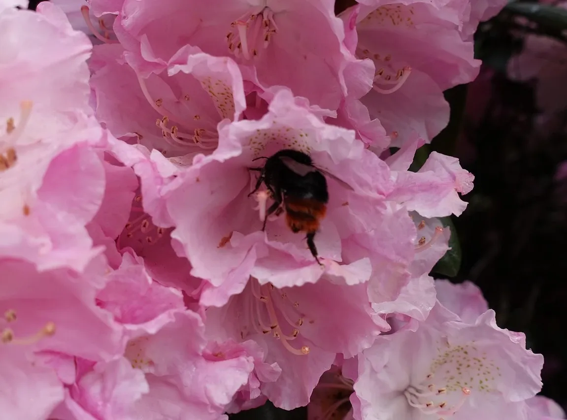 giant-bee