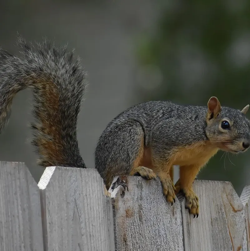 wildlife-control-get-rid-of-raccoons