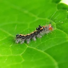 School pest control service Ontario