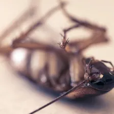 Cockroach removal service Ontario