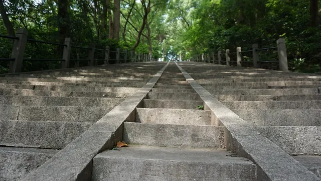 Steps to remove raccoons