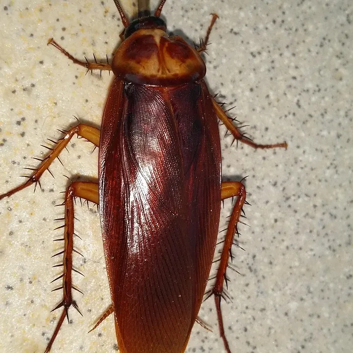 cockroach-prevention-cockroach-infestation